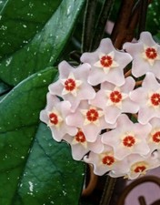 Hoya Carnosa Fresh 1× Two