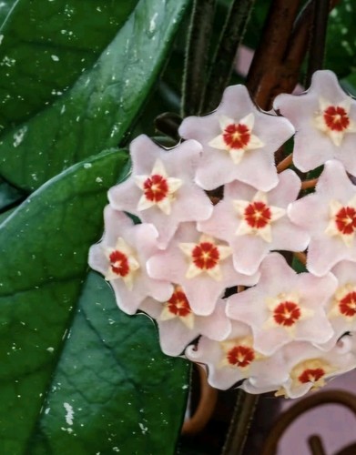Hoya carnosa fresh two - 1×,