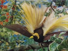 Bird Of Paradise, 3D Vintage Postcard