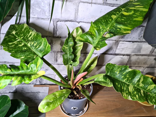 Philodendron ring fire 12cm - philodendron,