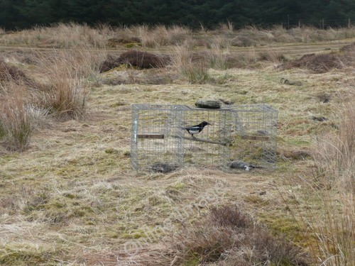 Photo 12x8 larsen trap - 12x8,