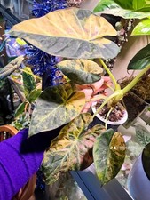 Alocasia Regal Shield