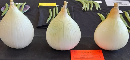 Robinsons mammoth onion seeds - mammoth,