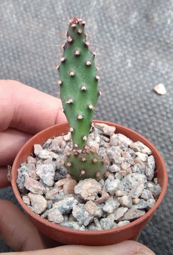 Opuntia baby rita monstruosa - 'baby,