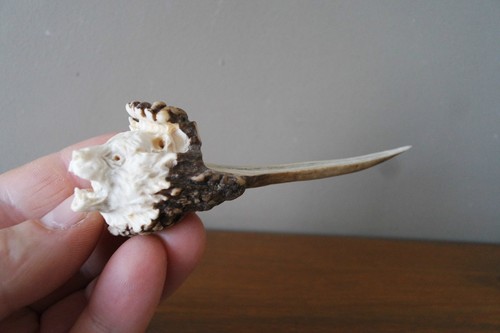 Antler letter opener - , bear