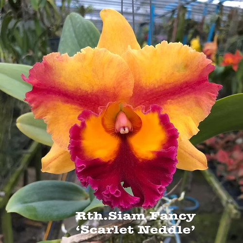 Rare cattleya rlc - /, rlc.