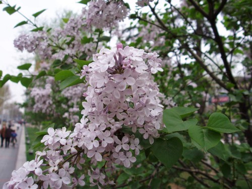 1000 pcs early - lilac, tree