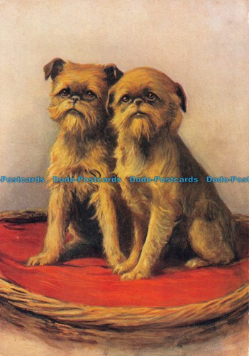 R163712 the griffon bruxellois - the,