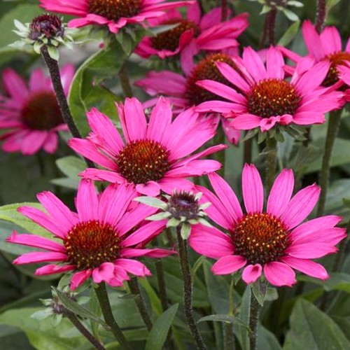 Echinacea sunseekers - echinacea,