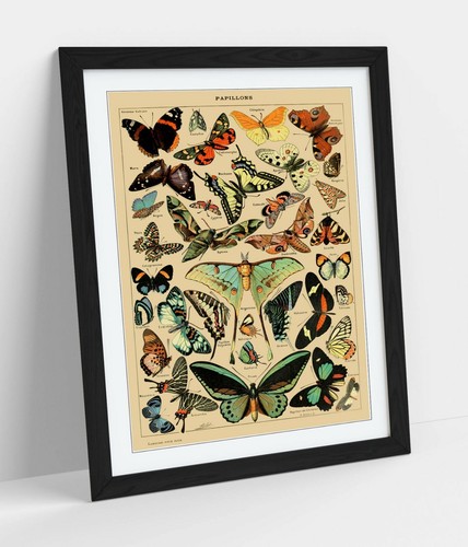 Vintage butterflies art poster - vintage,