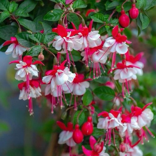 Fuchsia snowcap - 'snowcap',