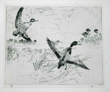 MALLARD DUCK DUCKS By FRANK BENSON Old 1925 Print of an Etching, Birds, Wildfowl