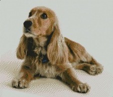 Spaniel Dog Puppy Complete