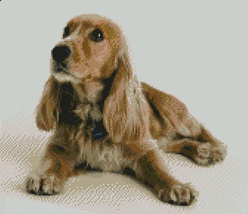Spaniel dog puppy complete - spaniel,