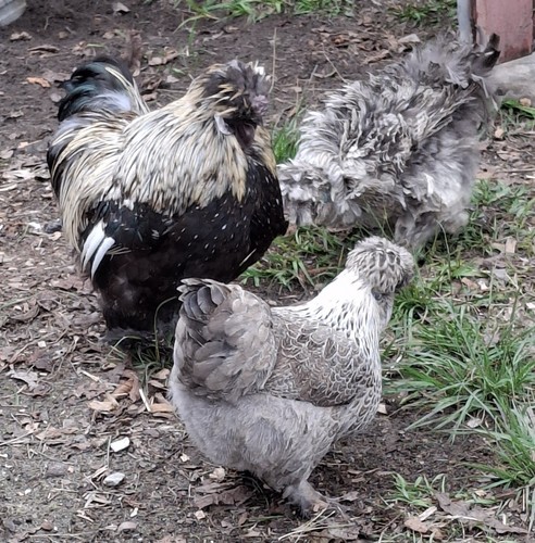 Pencil laced silkies - pencil, silkies/