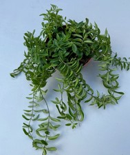 Aeschynanthus Twister Hanging Plant | Lipstick Plant | Hanging Plant