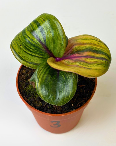 Geogenanthus ciliatus aura - geogenanthus,