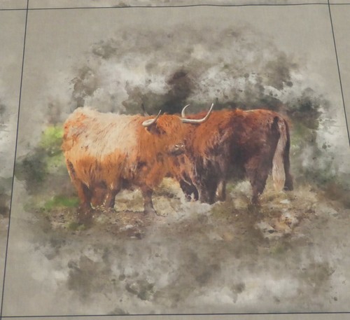 Highland cows canvas artwork - highland,