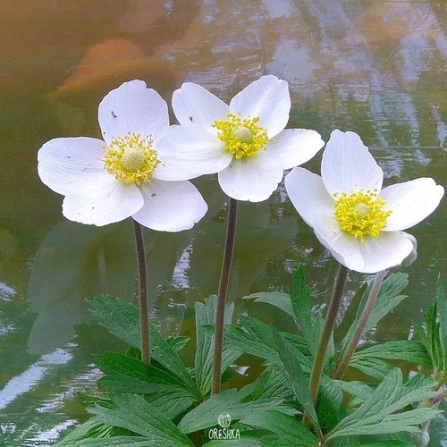 Anemone sylvestris pcs - anemone, 20
