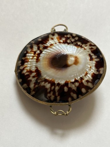Beautiful vintage limpet - vintage,