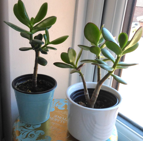 Money tree jade crassula ovata - money,