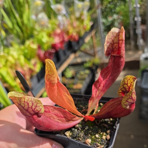 Sarracenia veinless - sarracenia,