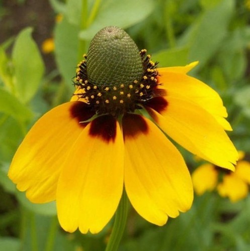 1000 clasping coneflower - clasping,
