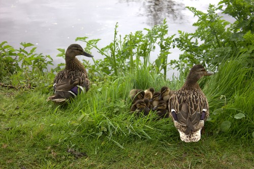 Photo 12x8 mallard ducklings - photo,