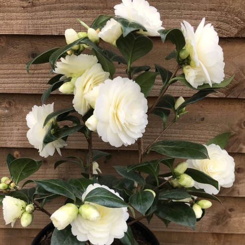 Camellia golden anniversary - golden, |