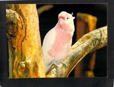 B8219 Birds Australia Major