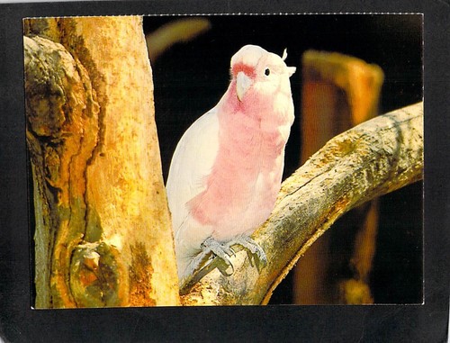 B8219 birds australia major - b8219,