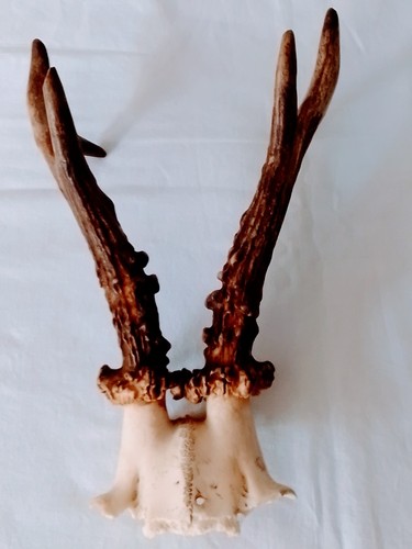 Roe deer antlers good - roe,