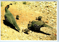 ARIZONA Gambel Quail with chicks USA 4x6 Postcard