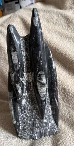 Freestanding orthoceras fossil - freestanding,