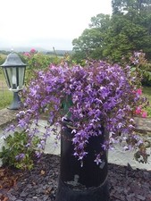 Campanula  Bellflower Blue