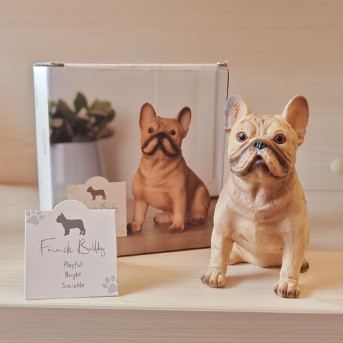 French bully bulldog - bully,