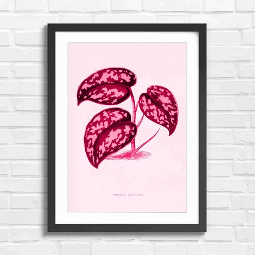 Botanical pothos plant - pothos,