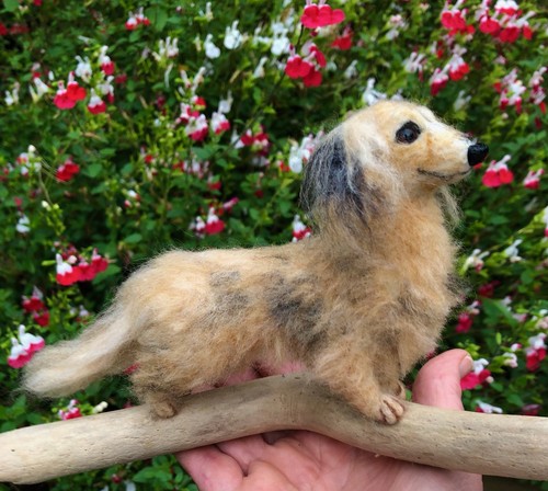 Dachshund long hair - long,
