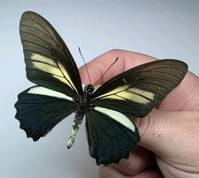 Battus Crassus A- Set