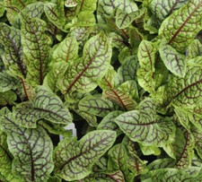 Sorrel Red Veined - 500 Seeds