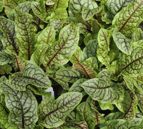 Sorrel red veined - sorrel,