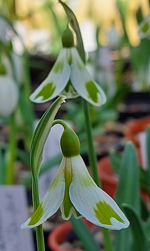 Galanthus phil cornish - galanthus,