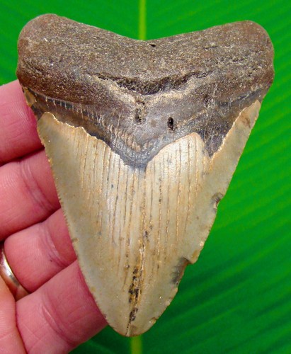 Megalodon shark tooth fossil - megalodon,