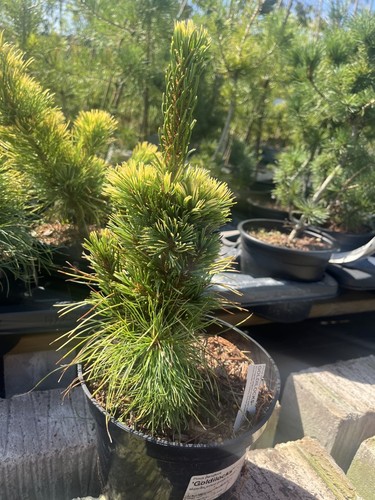 Japanese white pine - japanese,