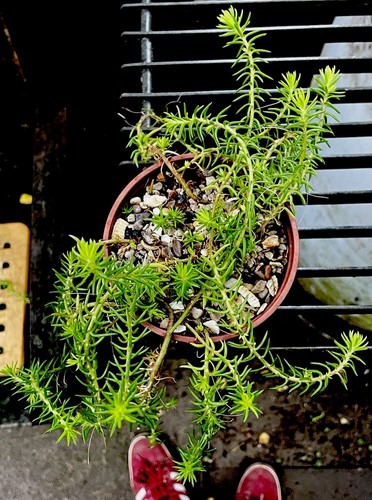 Sedum acre trailing - 1x, l.