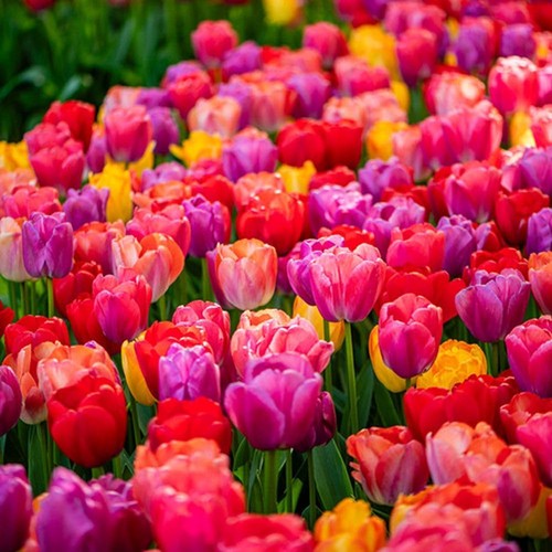 Tulip giant collection bulbs - collection,
