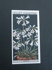 Wills -  Flower Culture in Pots (1925) - #35 Nerine