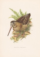 1960  WOODCOCK Bird Print -