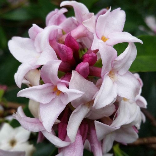 Daphne perfume princess - daphne, princess'