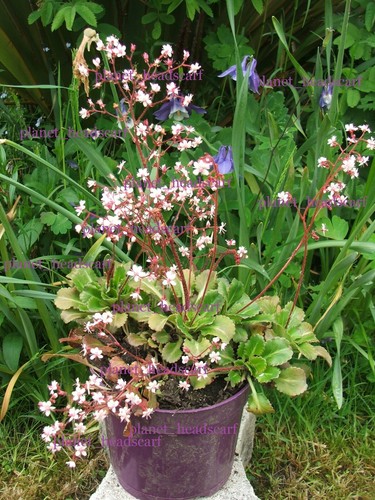 Saxifraga london pride hardy - saxifraga,